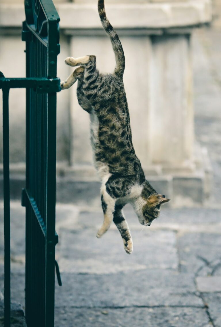 猫が跳ぶということ